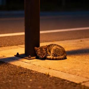 晚归遇猫