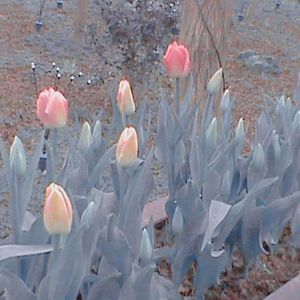 爱人错过（cover 告五人）