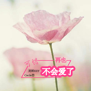 可惜再也不会爱了（合唱）