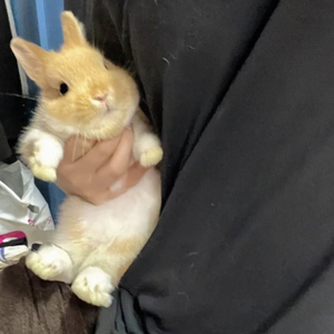 落差（0.8x降调）