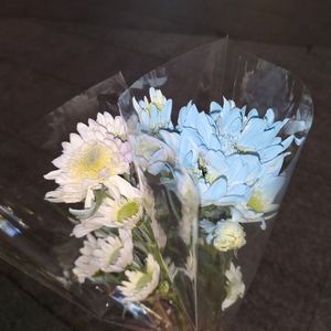 灰色幸福(cover厉娜)