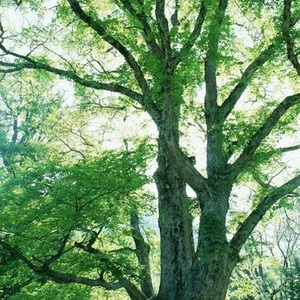 清晨阳光（Live）