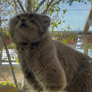 自由なステップ ～レフに捧ぐ～