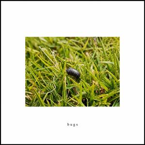 Ladybug