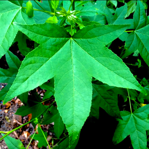 lil leaf (feat. Othello.pi & z.)