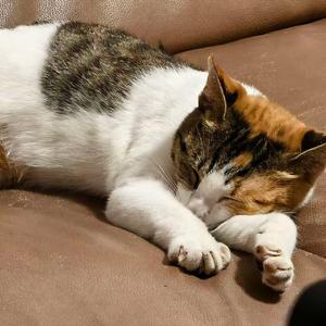 车库再也没有等我的小猫