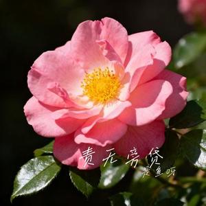 我说你呀 (Cover 李雨霏)