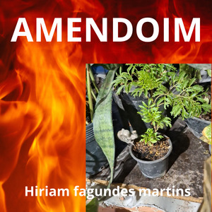 AMENDOIM