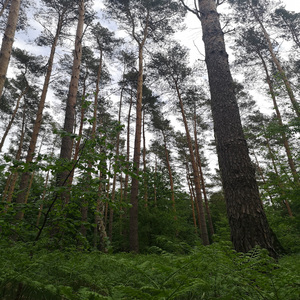 Eigenen willn Instrumental