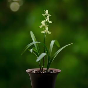 兰花草 (我从山中来电音版)