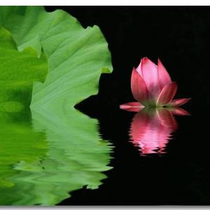 游山遇花记