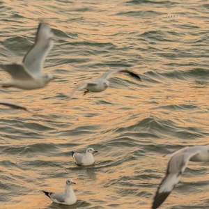 杀死那个石家庄人