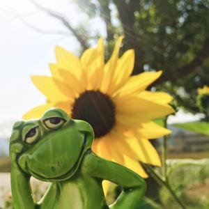 Danza de la moza donosa