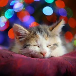 Latidos Tranquilos Que Invitan Al Gato A Soñar