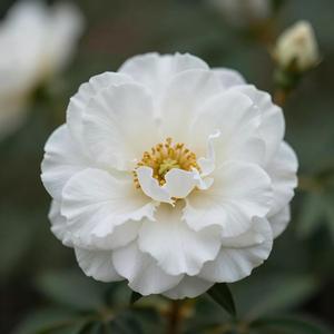 dime si tu te vas amor mio