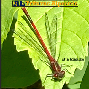 Intro Club Original Playback