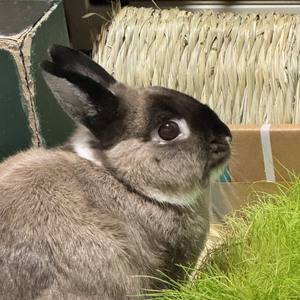 🐰Black Nose: 🎂 HBD by Snow❄️