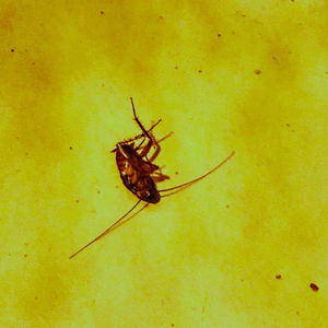 These Daisy Fields Are Low...