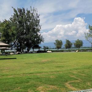 苹果树下的姑娘