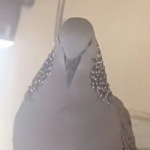 古菇顾