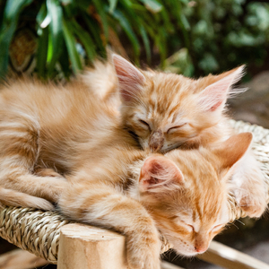 একটি বিড়ালের গলার আওয়াজ