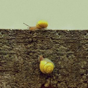 Tardigrade