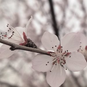 琴&笛