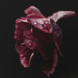 爱你十分泪七分