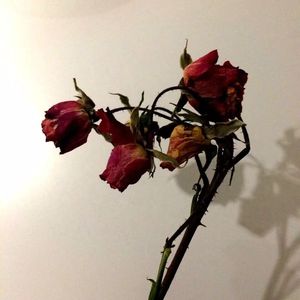Dorlal (prod.by LifeIsAComedy)