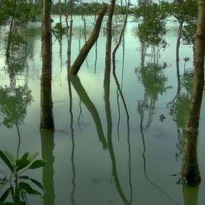 Rhythm of the Reef Rejuvenation