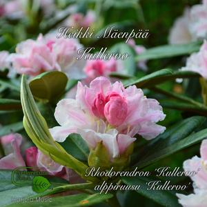 Rhododendron "Kullervo", alppiruusu "Kullervo" (Radio Edit)
