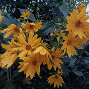 City of Stars(From La La Land Soundtrack)中文填词版（光）