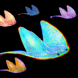 Submarine (live session) (live session)