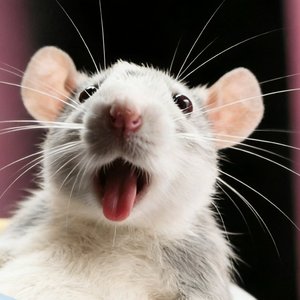 魔法少女闹味鼠