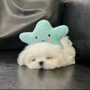 孤症