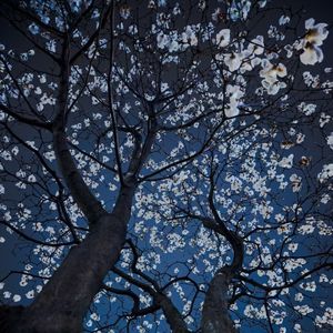 终不还（各唱各版）