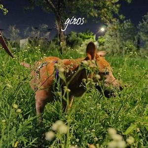 Giros