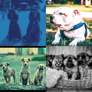 抚慰的可爱的狗回忆