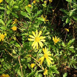 我等你到三十五岁（Cover晃儿）