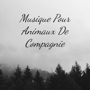 Musique Pour Animaux De Compagnie