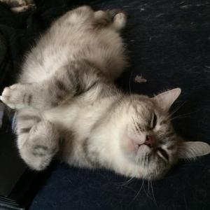 グロリアスデイズ