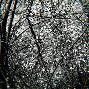 Canticles in the Hollow Gaze