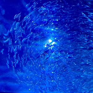 Acolytes (Microhouse)