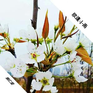 欣逢小雨（demo）