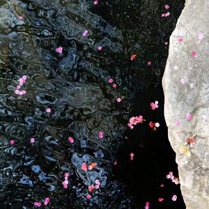 白山茶(抖音DJ版)