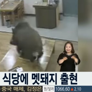 식당에 멧돼지 출현