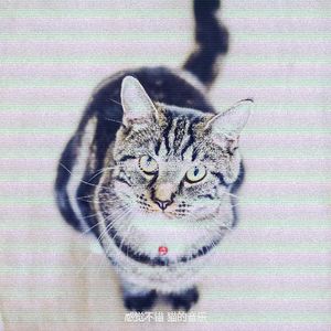 有趣放松的猫情怀