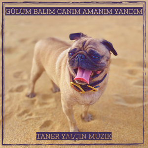 Gülüm Balım Canım Amanım Yandım