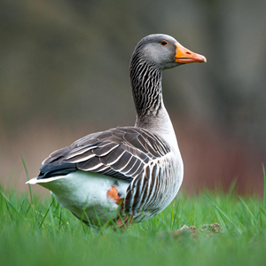 Duck quacking