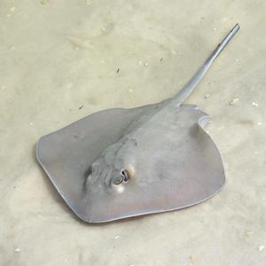 stingray